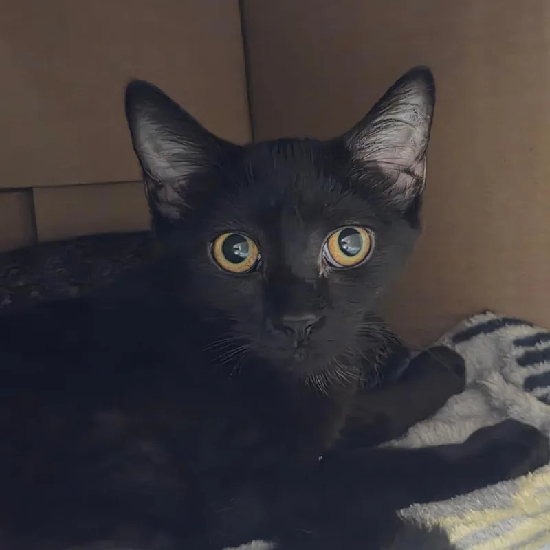 A baby small-sized female Black Domestic Short Hair cat named Dahlia Licorice for adoption in Ballston Spa, NY