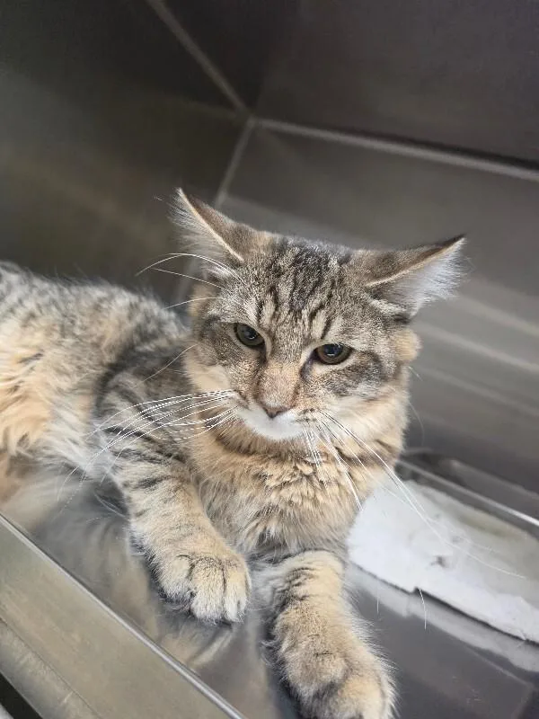 An adult medium-sized male Tabby (Tiger Striped) Domestic Long Hair cat named Bear for adoption in Bluffton, IN