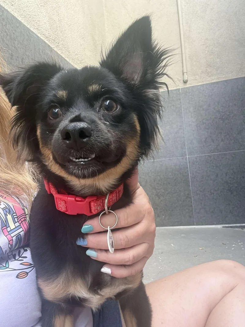 A young small-sized male Black Papillon dog named Reginald for adoption in Phoenix, AZ