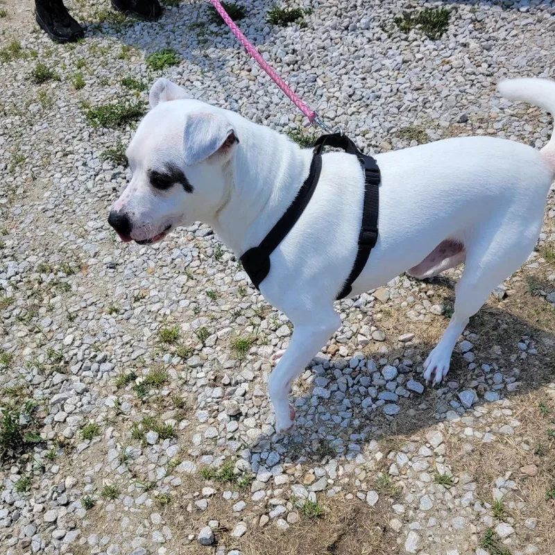 An adult medium-sized male White / Cream Mixed Breed dog named Jonas Stray Hold for adoption in Huntington, WV