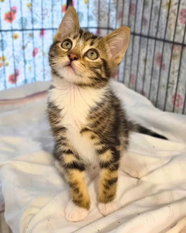 A baby small-sized male Domestic Short Hair cat named Mir for adoption in Novato, CA