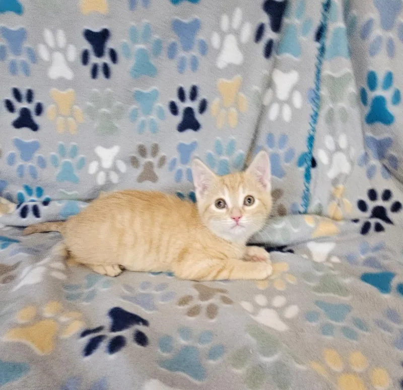 A baby small-sized male Domestic Short Hair cat named Hershey for adoption in Wabash, IN