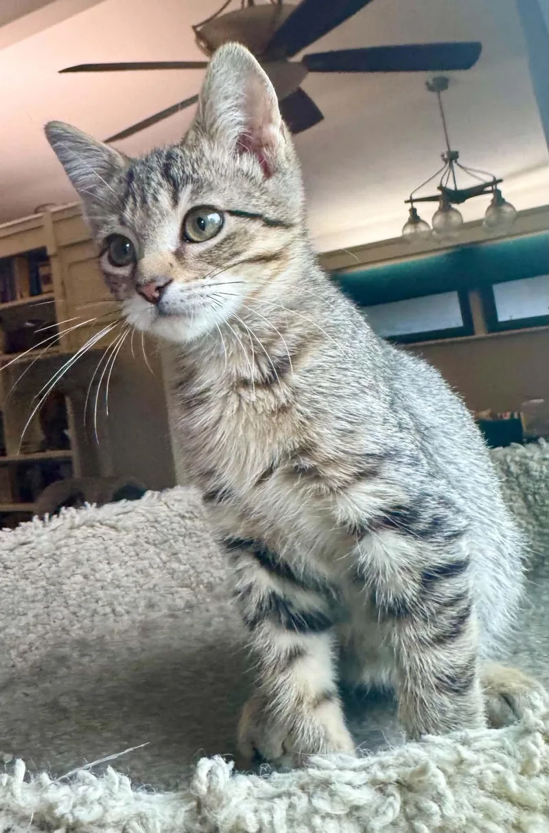 A baby medium-sized female Tabby (Buff / Tan / Fawn) Domestic Short Hair cat named Buffy for adoption in Arnold, MO