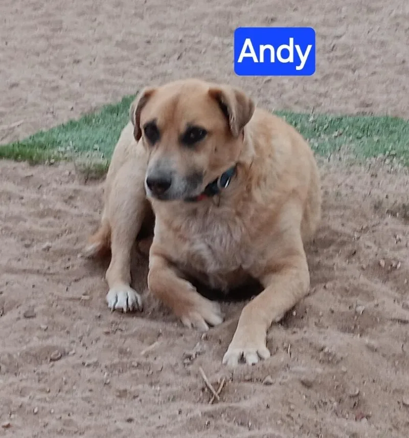 Andy