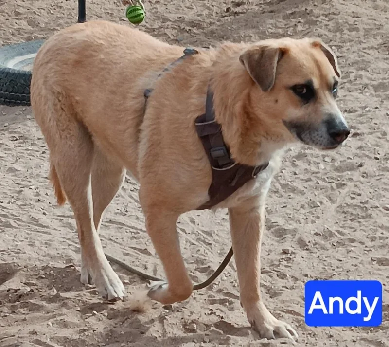 Andy thumbnail 2