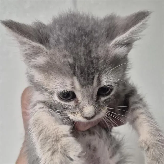 A baby small-sized female Domestic Short Hair cat named Esmerelda for adoption in Bakersfield, CA