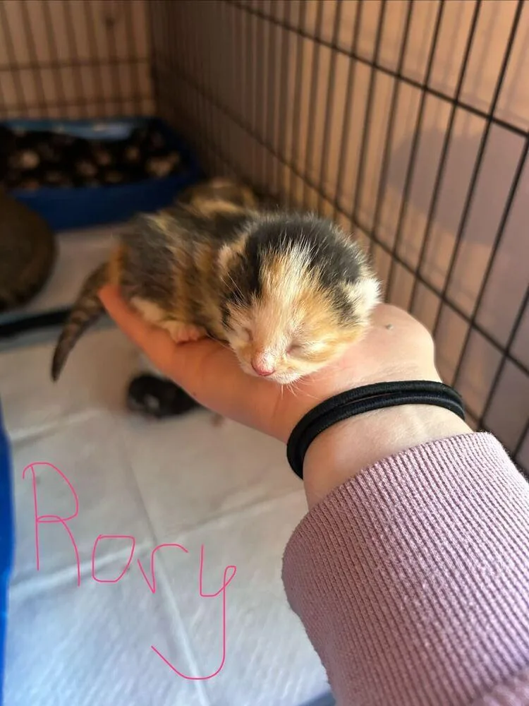A baby medium-sized female Orange & White Domestic Short Hair cat named Rory for adoption in North Brunswick, NJ