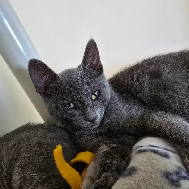 A baby small-sized female Gray / Blue / Silver Domestic Short Hair cat named Fernanda for adoption in Naples, FL