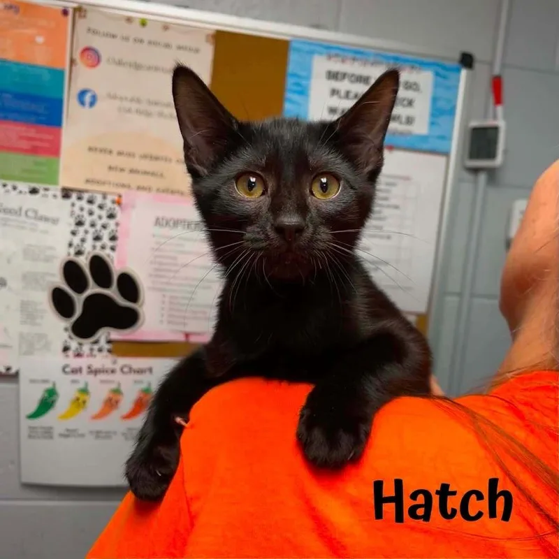 A baby small-sized male Black Domestic Medium Hair cat named Hatch for adoption in Oak Ridge, TN