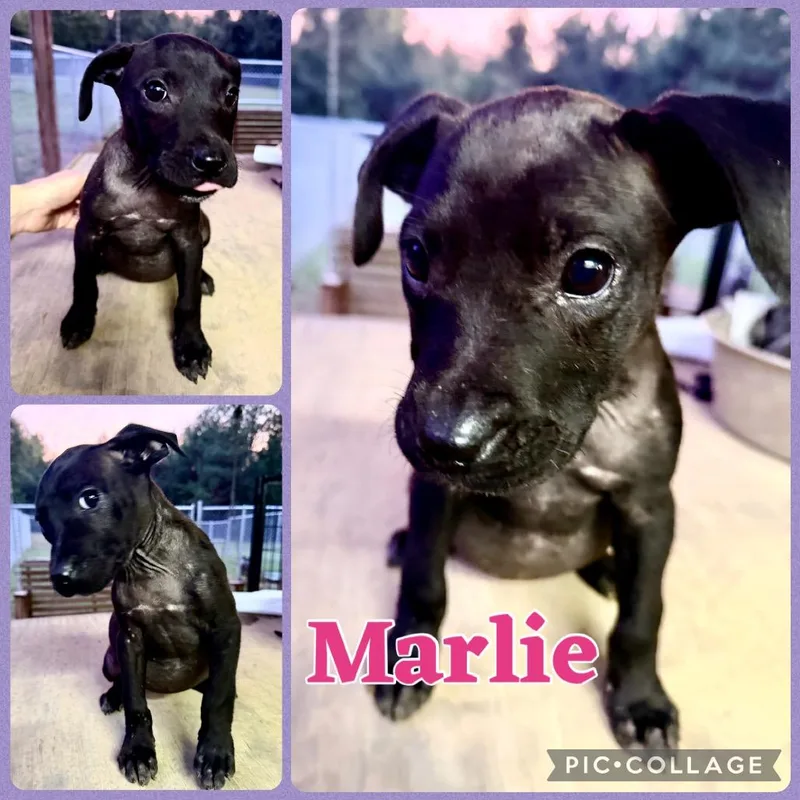 A baby small-sized female Black Pit Bull Terrier dog named Marlie for adoption in Opelika, AL