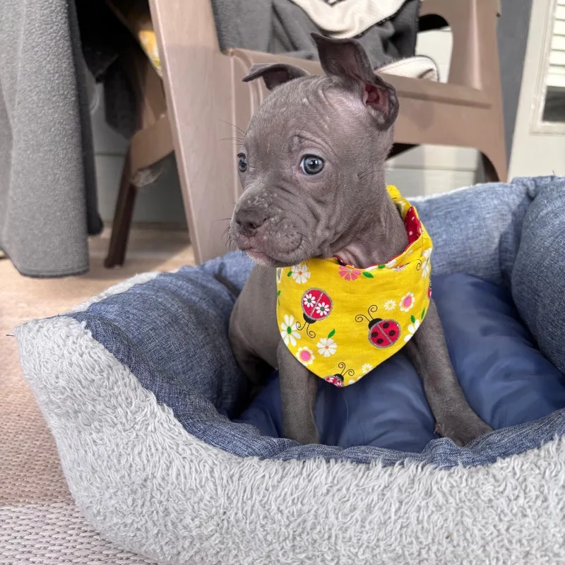 A baby medium-sized female American Staffordshire Terrier dog named Laverne for adoption in Martinez, CA