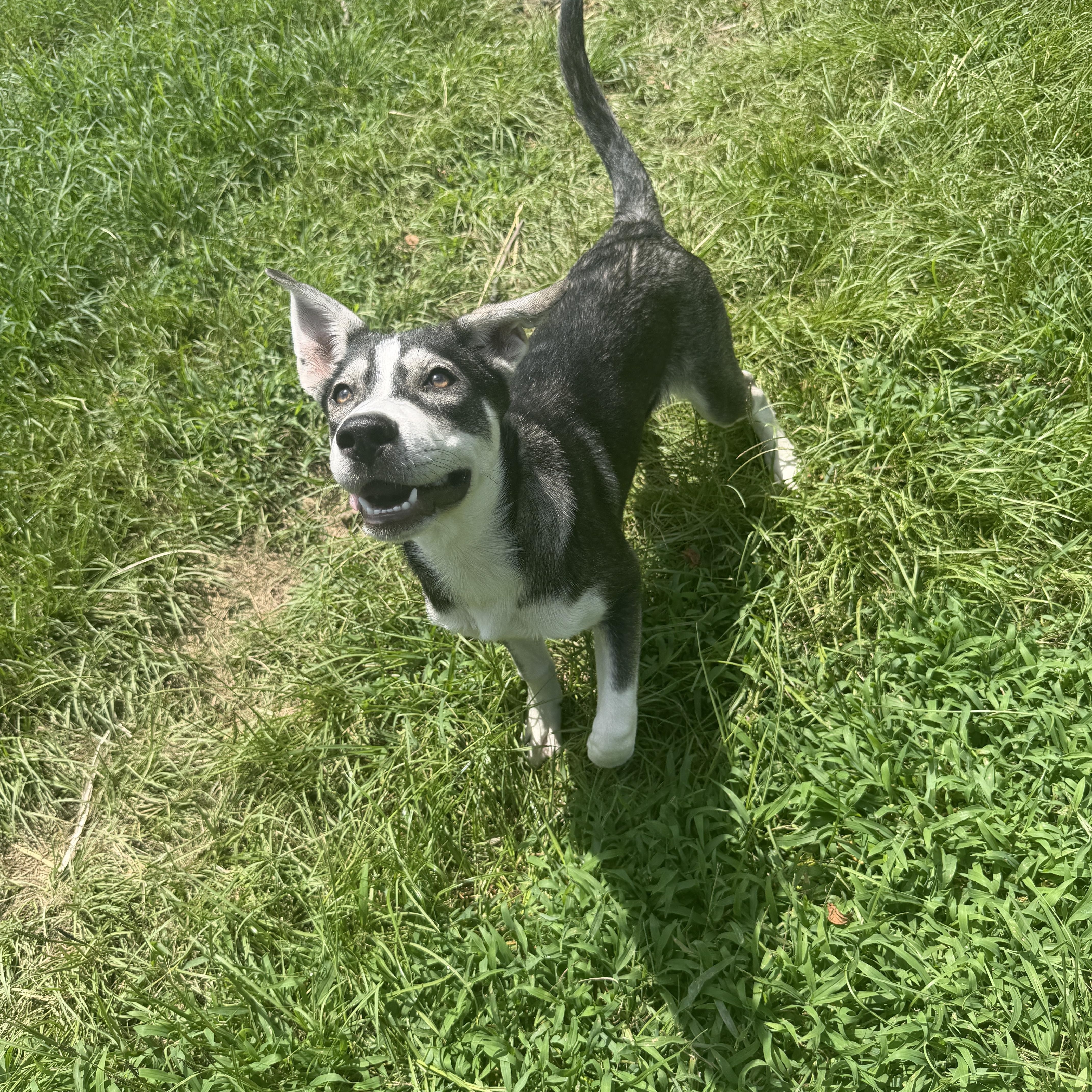 Zeus Pup thumbnail 2