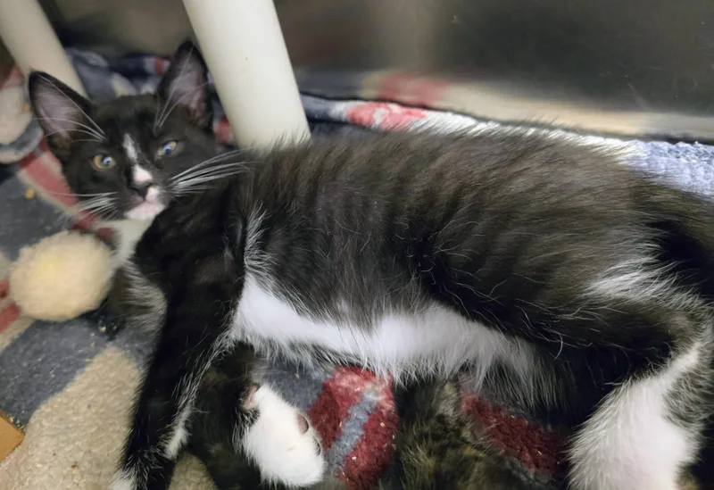 A baby large-sized male Black Domestic Short Hair cat named Crabweed for adoption in Amityville, NY