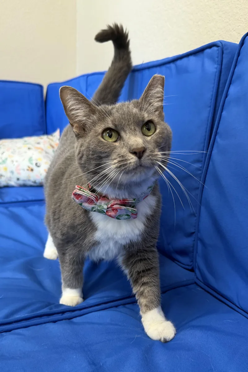 An adult medium-sized female Gray & White Domestic Short Hair cat named Tophie for adoption in Plant City, FL