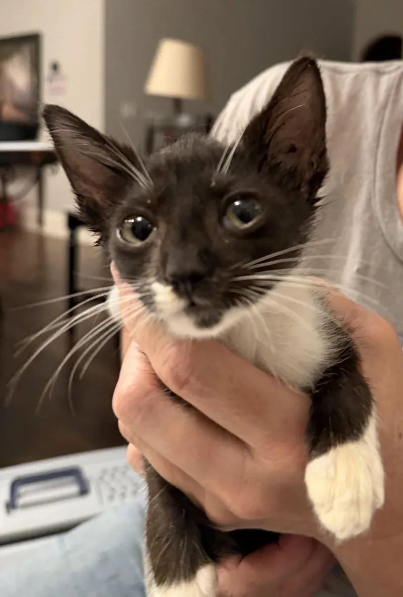 A young medium-sized male Domestic Short Hair cat named Crutch for adoption in Camden, SC