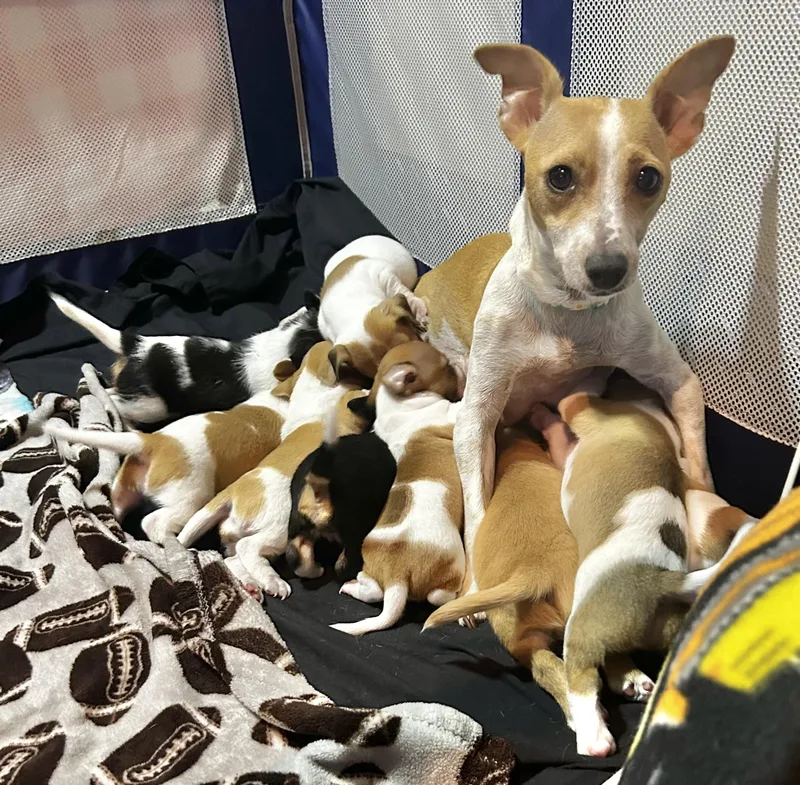 A young small-sized female Red / Chestnut / Orange Parson Russell Terrier dog named Junie for adoption in Corona Del Mar, CA