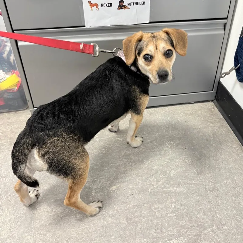 Jelly Bean thumbnail 2