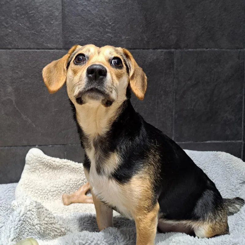 Jelly Bean thumbnail 3