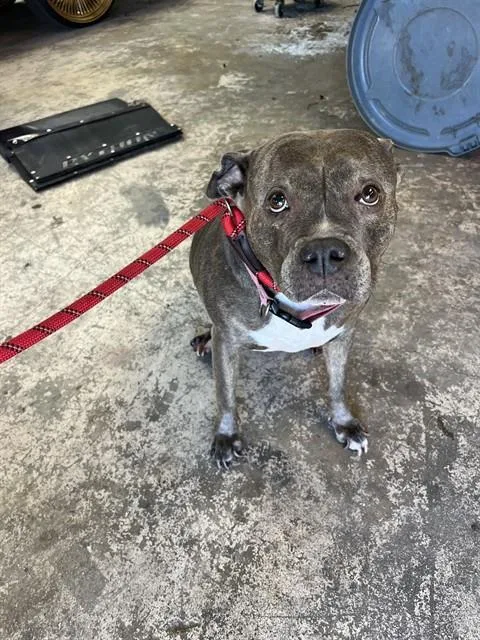 An adult medium-sized female Mixed Breed dog named Manhattan for adoption in Palmetto, FL
