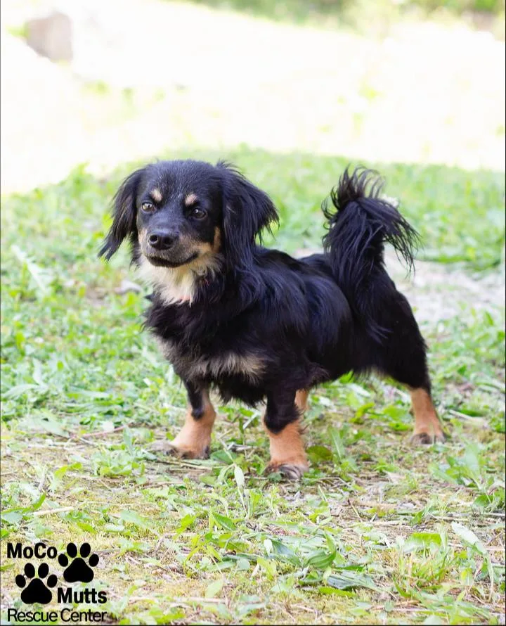 An adult small-sized female Black Dachshund (Miniature Long Haired) dog named Echo for adoption in Sunbright, TN