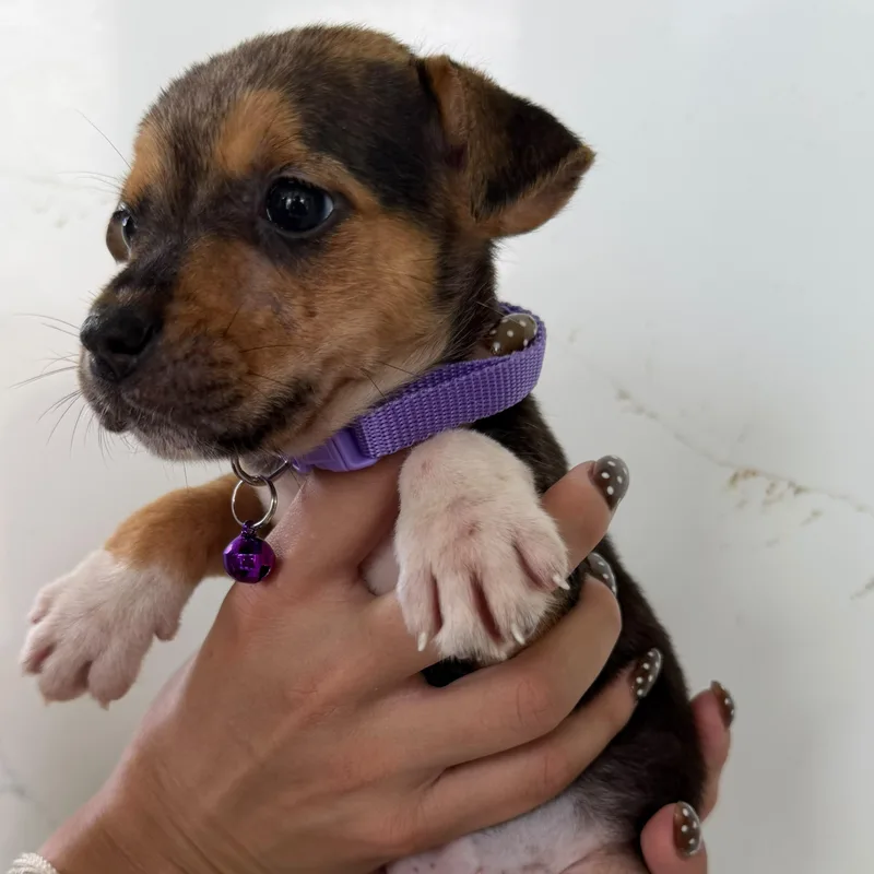 A baby medium-sized female Labrador Retriever dog named Thea The Thankful for adoption in Carolina, PR