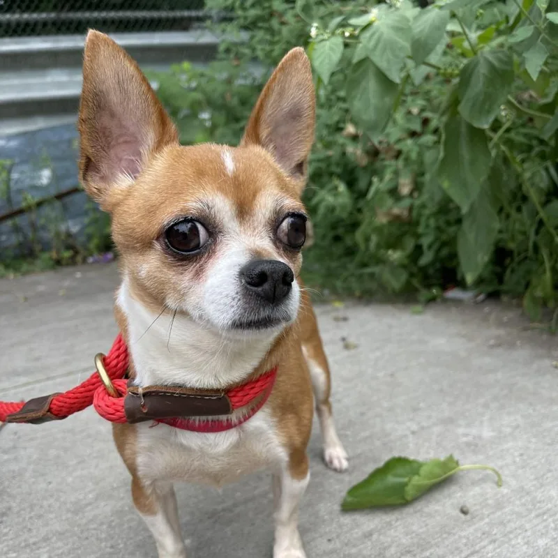 A senior small-sized male Yellow / Tan / Blond / Fawn Chihuahua dog named Little Archie for adoption in Newark, NJ