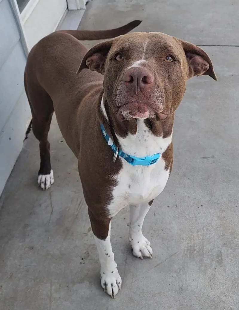 An adult large-sized male Chocolate Labrador Retriever dog named Kyzer for adoption in Knoxville, IA