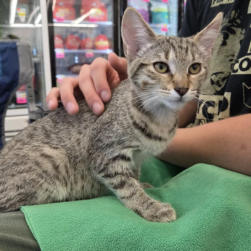 A baby medium-sized male Tabby (Brown / Chocolate) Tabby cat named Venus for adoption in Fairborn, OH