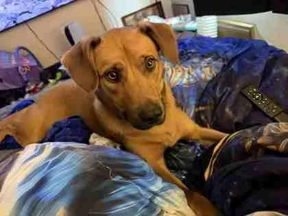 An adult large-sized male Labrador Retriever dog named Winston for adoption in Pequot Lakes, MN
