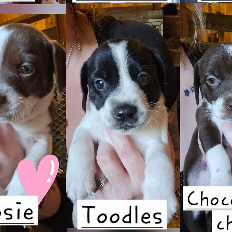 A baby medium-sized male Hound dog named Toodles for adoption in Newark valley, NY