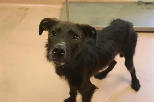 A young small-sized male Mixed Breed dog named Igor for adoption in Columbia, SC
