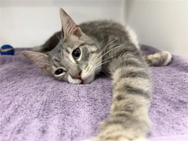 A young small-sized male Domestic Short Hair cat named Koji for adoption in Saint Louis, MO