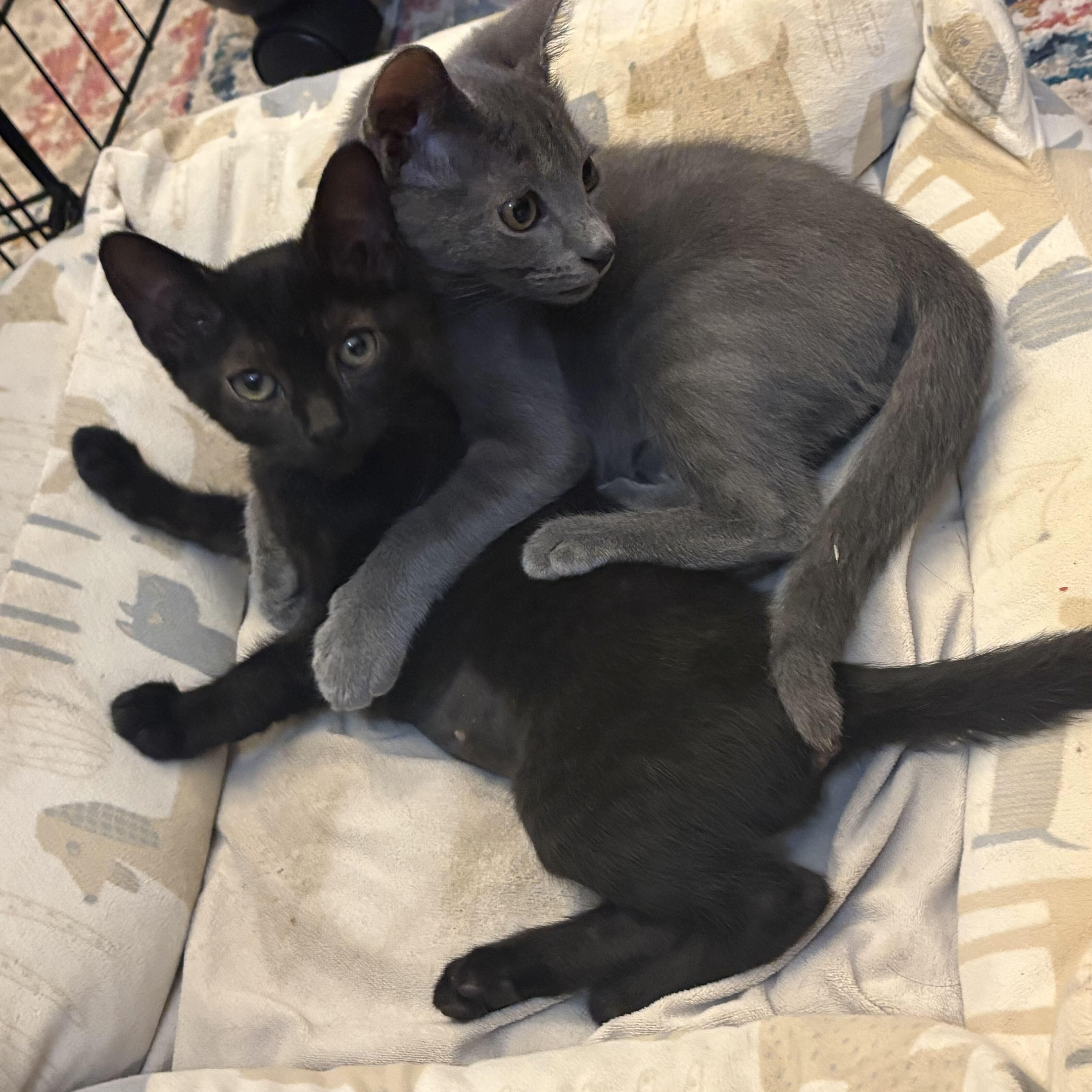 A baby medium-sized male Gray / Blue / Silver Domestic Short Hair cat named Grisito for adoption in East Point, GA