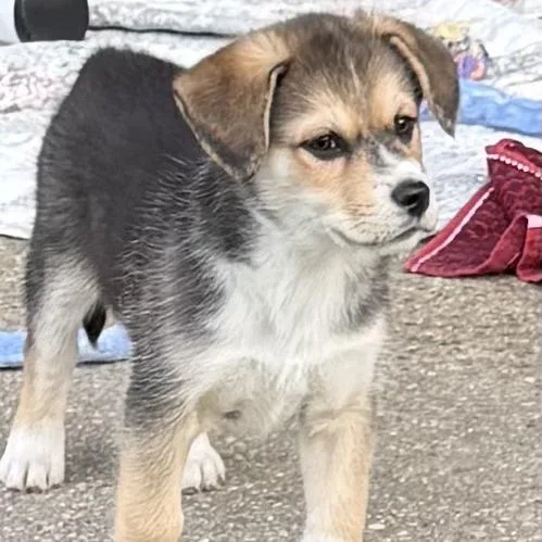 A baby small-sized male Black Siberian Husky dog named Smokey for adoption in Spokane, WA