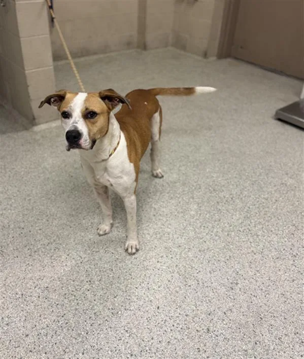 An adult large-sized male Pit Bull Terrier dog named A for adoption in Conroe, TX