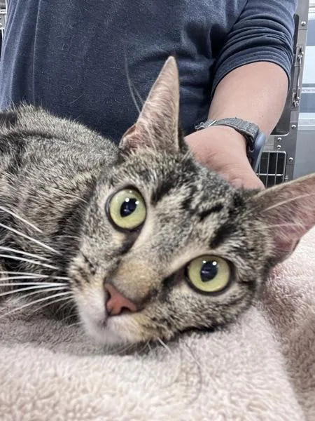 A young medium-sized female Domestic Short Hair cat named Robin for adoption in Canton, GA