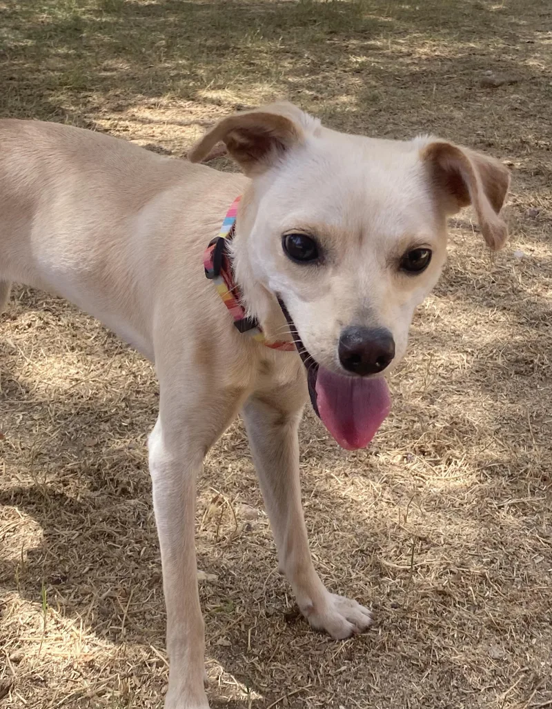 A young small-sized female Yellow / Tan / Blond / Fawn Chihuahua dog named Peaches for adoption in Phoenix, AZ