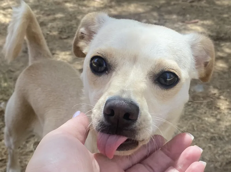 Peaches thumbnail 4