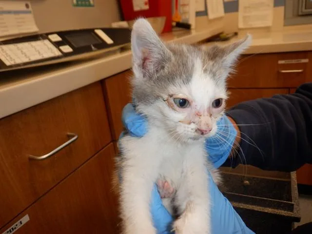 A baby small-sized male Domestic Short Hair cat named Sharky for adoption in San Jose, CA