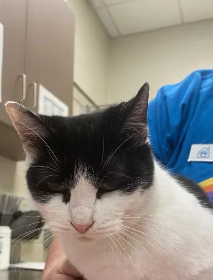 An adult medium-sized female Domestic Short Hair cat named Tsuki for adoption in Fishers, IN