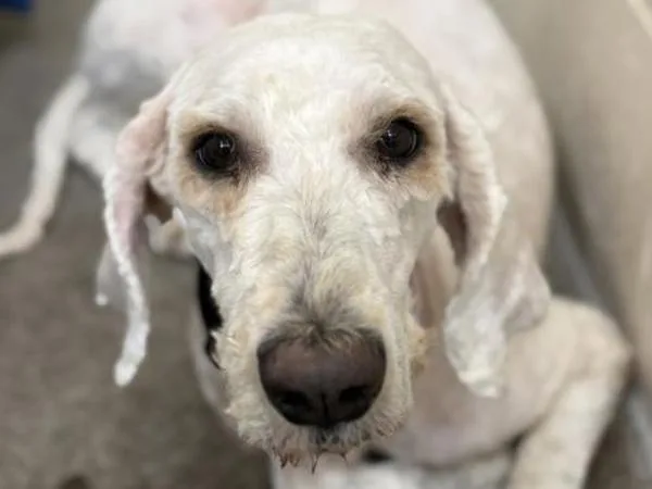 A young large-sized female Goldendoodle dog named Bunny for adoption in Portland, OR