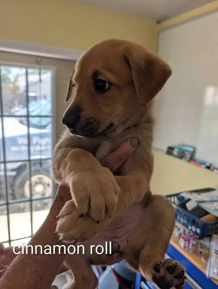 A baby small-sized female Tricolor (Brown, Black, & White) Mountain Cur dog named Cinnamon Roll  Maple for adoption in Lakeland, FL