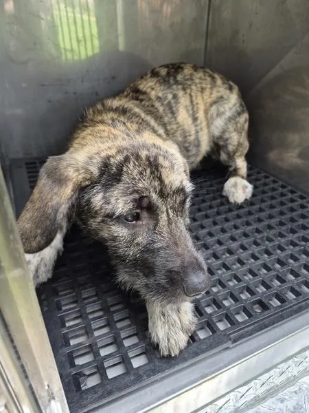 A young medium-sized female Terrier dog named Pen C Opal for adoption in Lawrenceville, GA