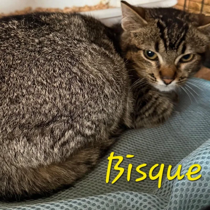 A young medium-sized male Brown / Chocolate Domestic Short Hair cat named Bisque for adoption in Waldorf, MD