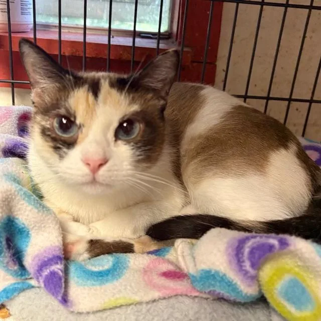 An adult medium-sized female Calico cat named Myra for adoption in Porter, TX