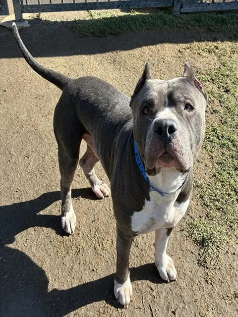 An adult large-sized male Pit Bull Terrier dog named Apollo for adoption in Riverside, CA