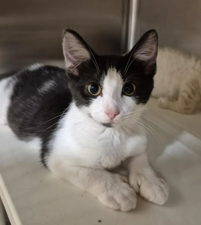 A baby medium-sized male Domestic Short Hair cat named Digit for adoption in South Bend, IN