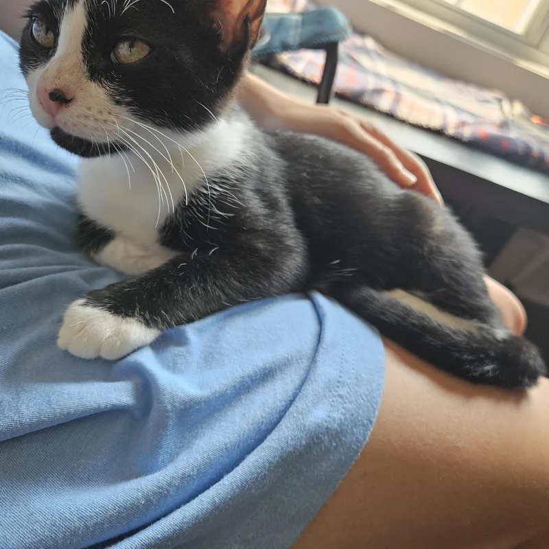 A baby medium-sized male Domestic Short Hair cat named Robin for adoption in Wilmington, NC