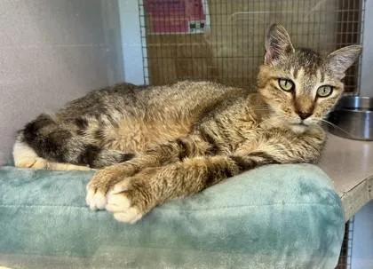 A senior small-sized male Domestic Short Hair cat named Walter for adoption in Palm Coast, FL