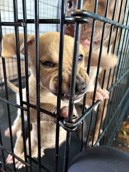 A baby small-sized female Terrier dog named Bluetooth for adoption in Mobile, AL